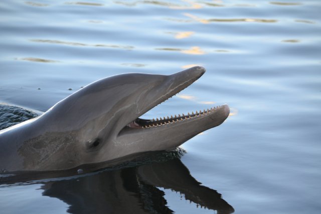 Delfin im Theater of the Sea