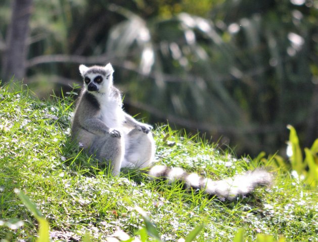 Lemur im Zoo von Naples