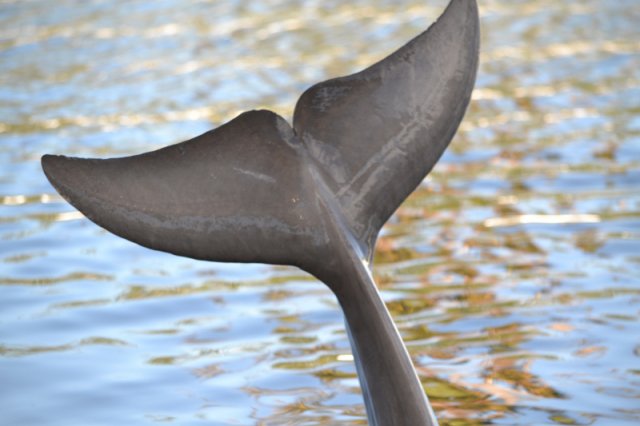 Flosse eines Delfins 